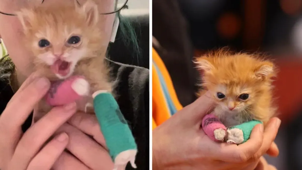 How Did Utah Based Viral Kitten Tater Tot Die