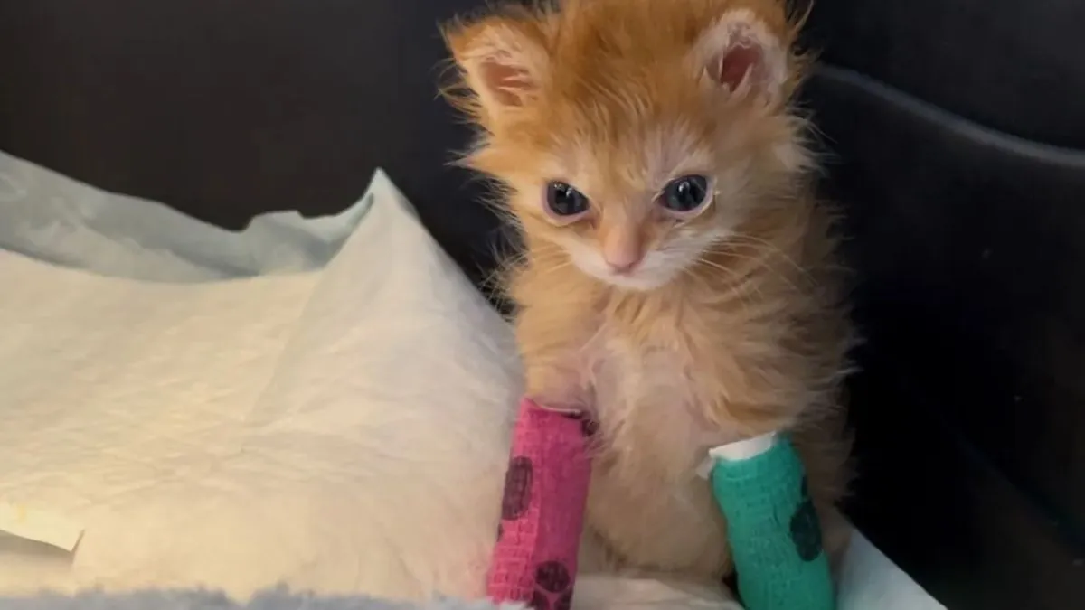 Viral Kitten Tater Tot