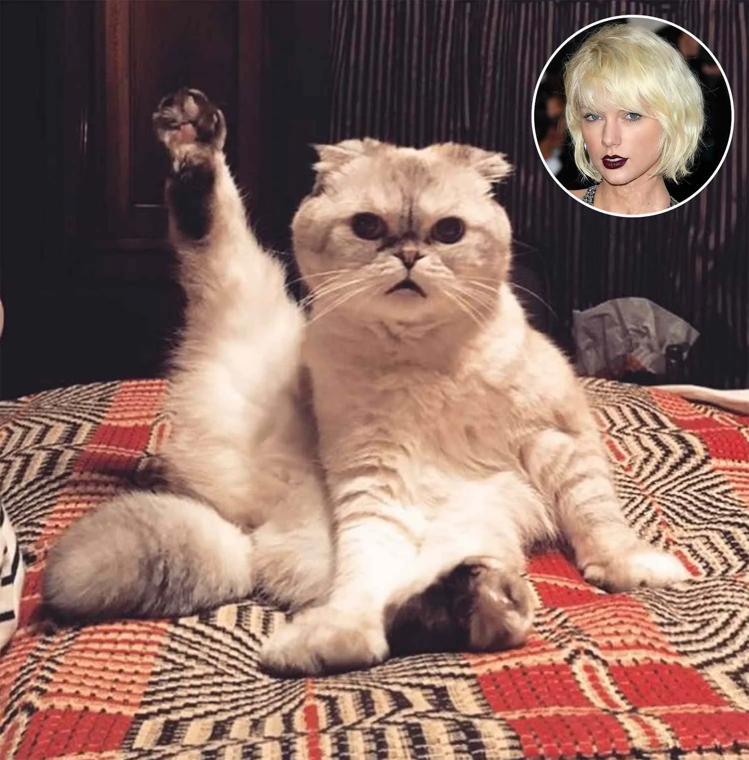 Taylor Swift Cat Olivia Benson