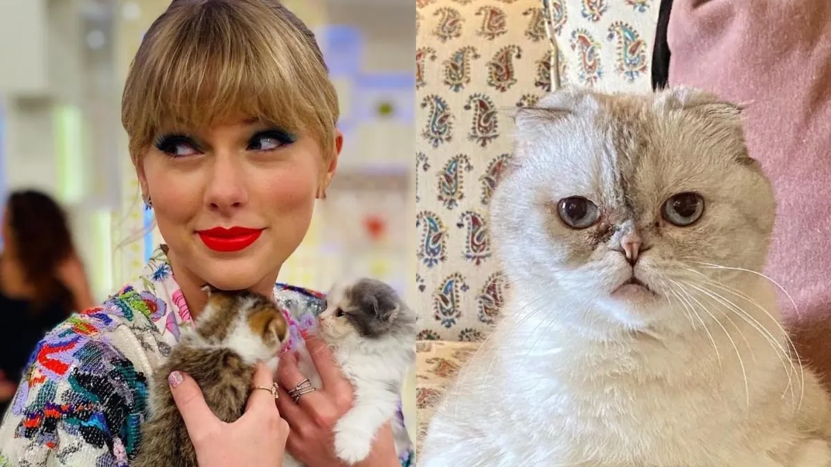 What Is Taylor Swift Cat Olivia Benson Net Worth What Makes Cat So